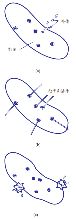 五分钟了解免疫 | 补体系统